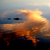Alligator sunset