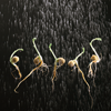 Dancing Bean Sprouts