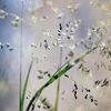 Grasses 2