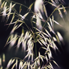 Grasses 3