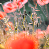 Poppy Field