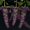 buddleia