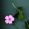 cranesbill