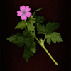 cranesbill 2