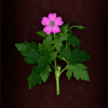 cranesbill 4