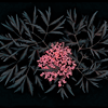 elderberry black lace