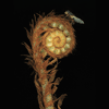 fly fern