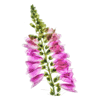 foxgloves 1