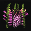 foxgloves 2