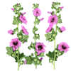 hollyhocks