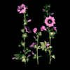 hollyhocks 2
