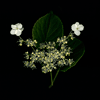 hydrangea petiolaris