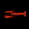 lobster