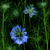 love in a mist