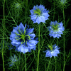 love in a mist 2
