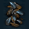 mussels