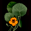 nasturtium 1