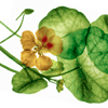 nasturtium 2