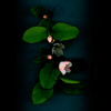 quince blossom 3