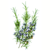 rosemary