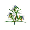 rosemary sprig 2