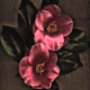 velvet camelia