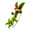 weigela