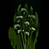 wildgarlic 1