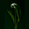 wildgarlic 3