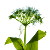 wildgarlic 4