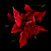 xmas rose