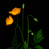 yellow poppies 3