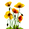 yellow poppies 4